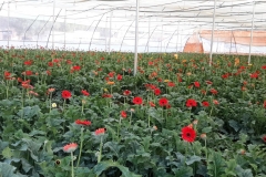 polyhouse flower production