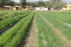 Agronomy Farm 2