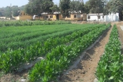 Agronomy Farm 4