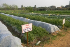 Horticulture Farm 2